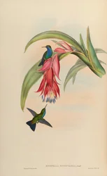 Eucephala hypocyanea = abweichender Chlorostilbon notata oder (C. notata X Hylocharis cyanus)